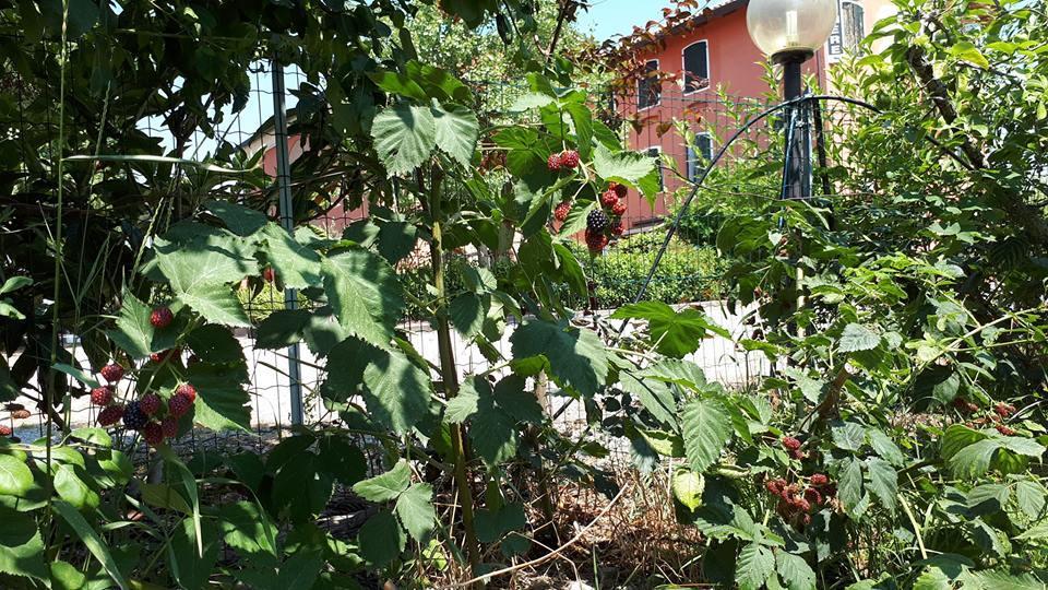 Gasthaus Quadrifoglio Relax San Donà di Piave Exterior foto