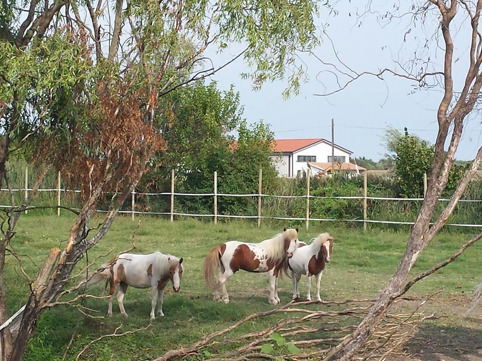 Gasthaus Quadrifoglio Relax San Donà di Piave Exterior foto